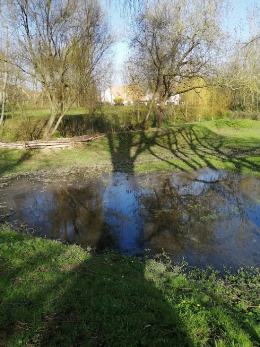 Arbre se reflétant dans un plan d’eau au bord d’une prairie ensoleillée