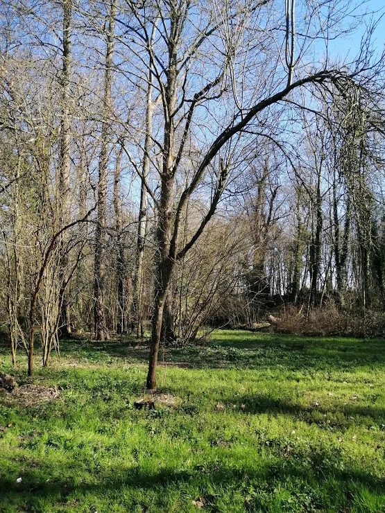 Arbres fins et élancés aux branches nues dans un sous-bois ensoleillé