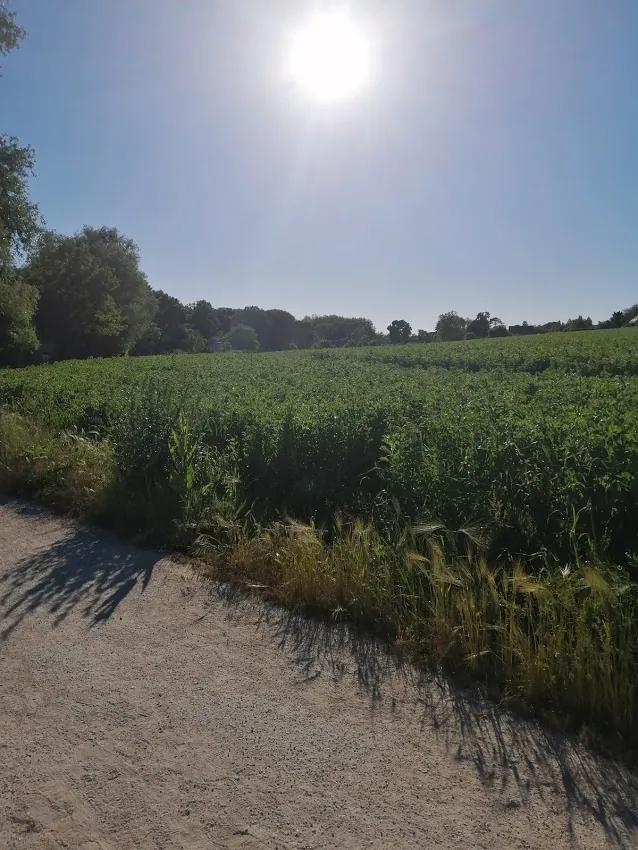 Chemin longeant un champ sous un soleil éclatant et un ciel bleu