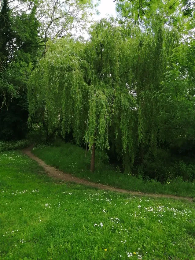 Grand saule pleureur et sentier sinueux dans une prairie fleurie