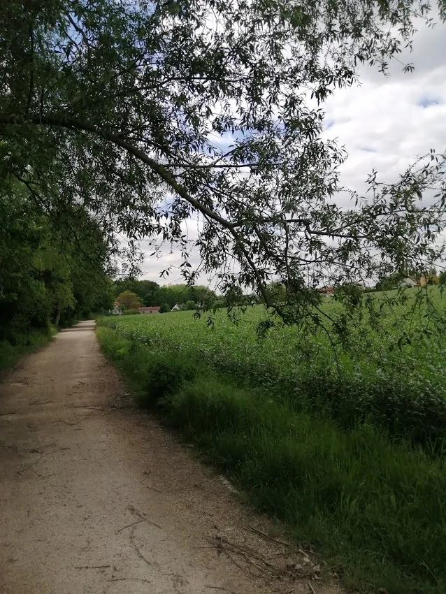 Chemin de terre entre un champ verdoyant et une rangée d’arbres