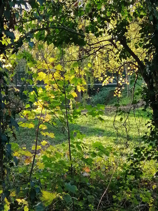 Feuillage vert et jaune traversé par la lumière du soleil, en sous-bois