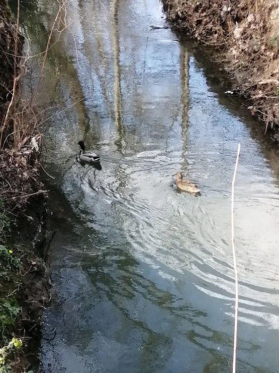 Canards nageant sur le ruisseau, entre des berges boisées