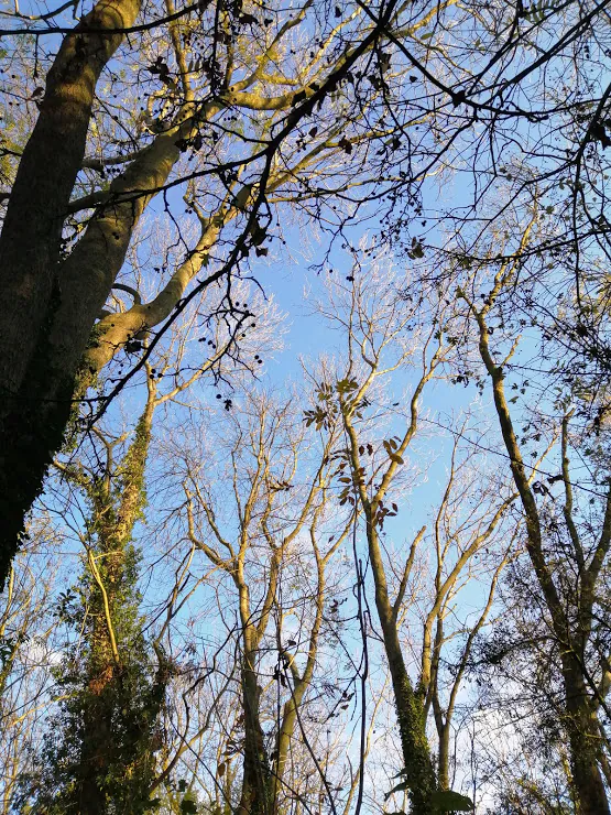 Grands arbres aux branches nues baignées de soleil, vus en contre-plongée sur un ciel bleu