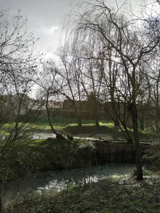 Saules et arbres dénudés au bord d’un plan d’eau, sous une lumière voilée
